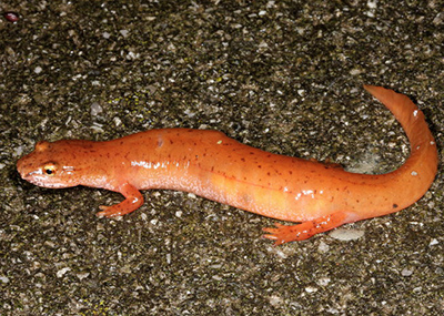 Blue Ridge Spring Salamander